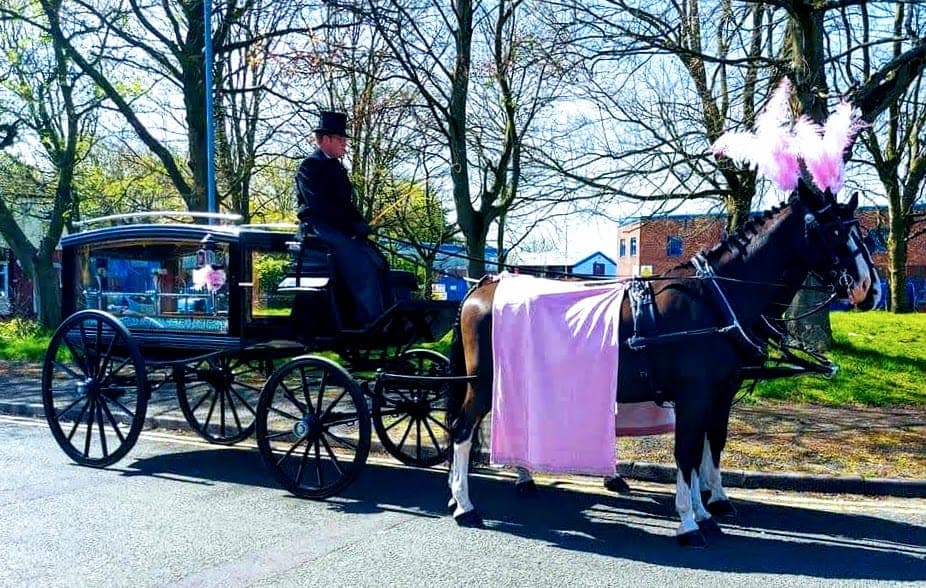 Black Gelderlander horses drawing the hearse through a Lincolnshire churchyard