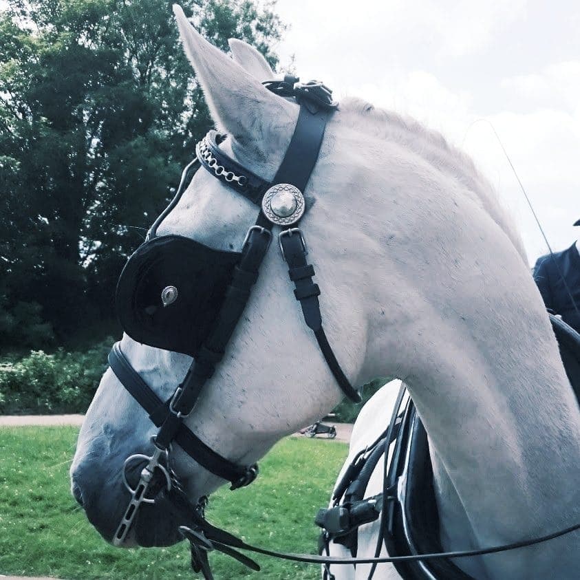 Zeus, grey Lippizaner at DK Carriage Horses
