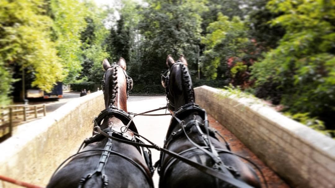 The blue Landau carriage at a trot through the Belvoir Castle estate parkland