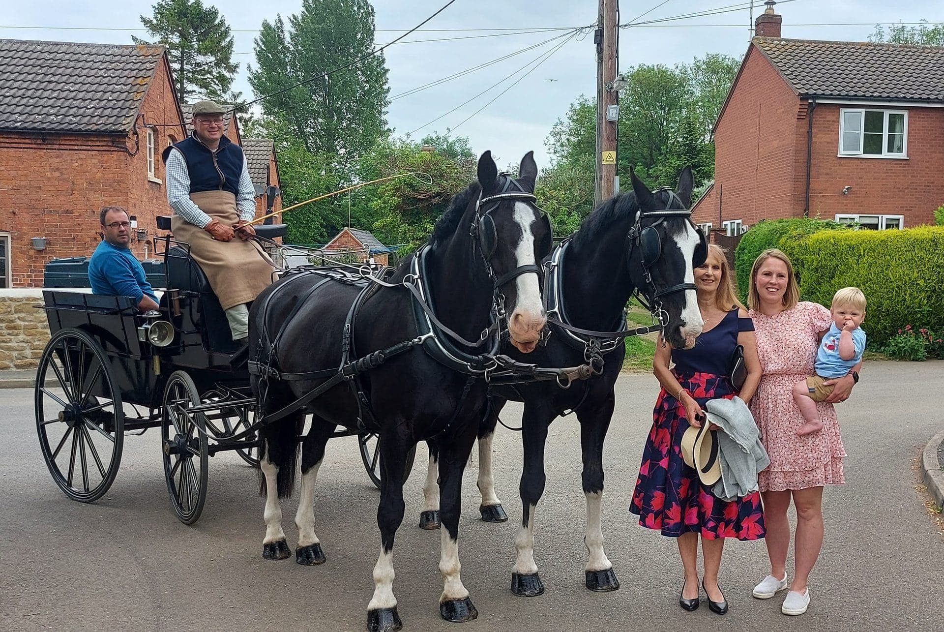 Grey Lippizaner horses at a relaxed walk pulling a carriage through the Lincolnshire countryside