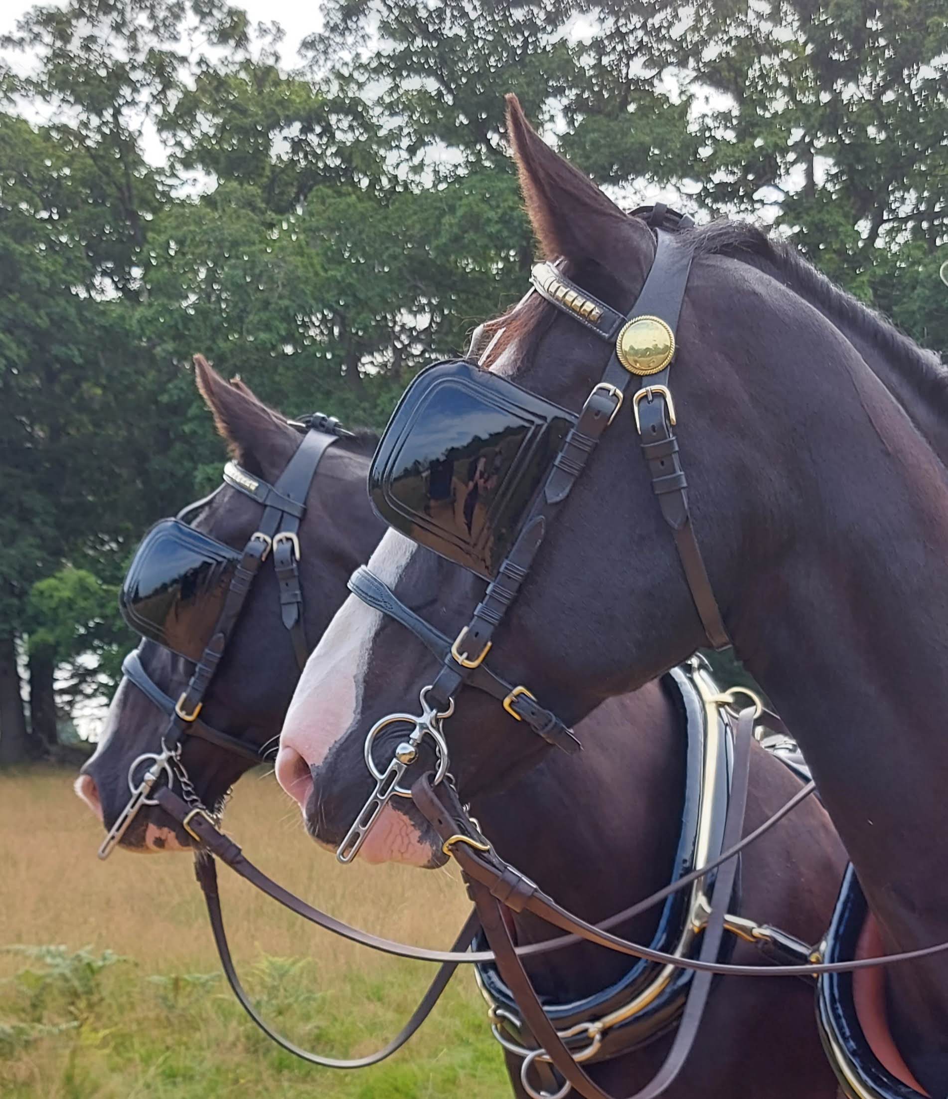 Theo, black Gelderlander at DK Carriage Horses