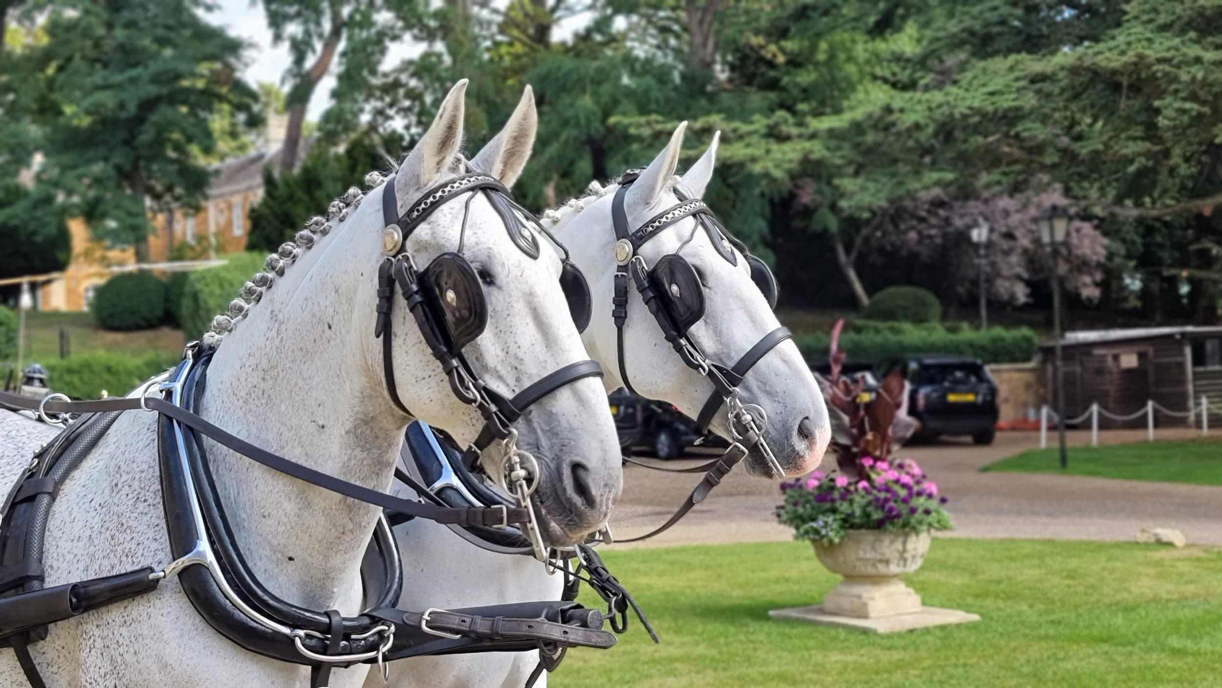 Grey Lippizaner horses in full wedding harness, DK Carriage Horses