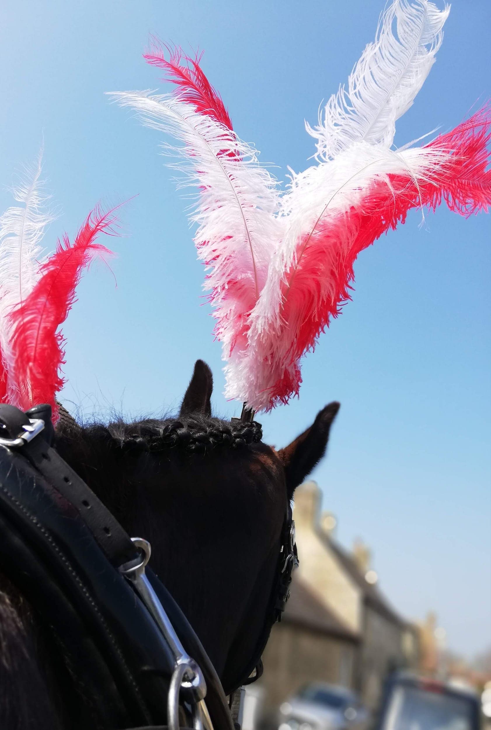 Black Gelderlander horses standing in funeral harness, ready for a procession