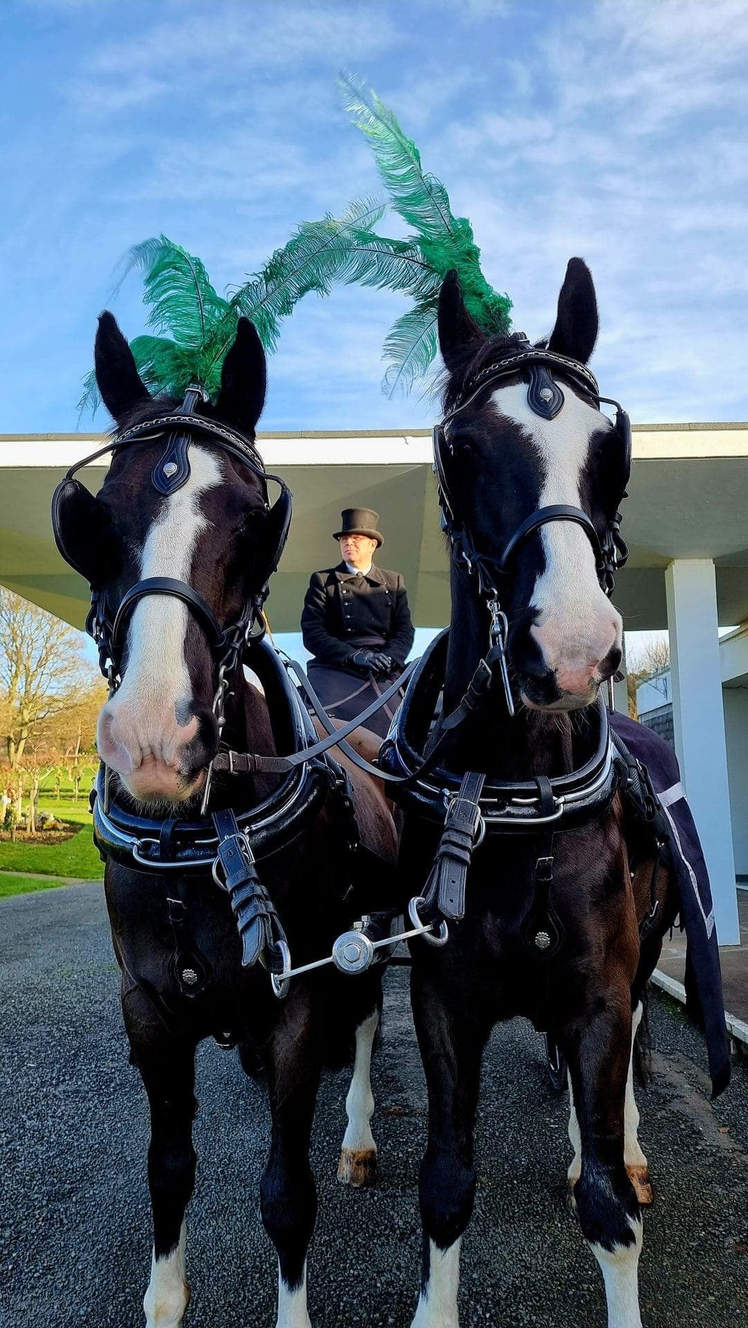 Black Gelderlander · KWPN Dutch Warmblood Theo at DK Carriage Horses, Barlows Farm, Grantham